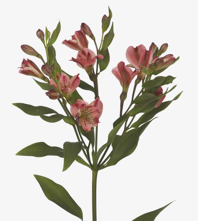 Alstroemeria Giovanna