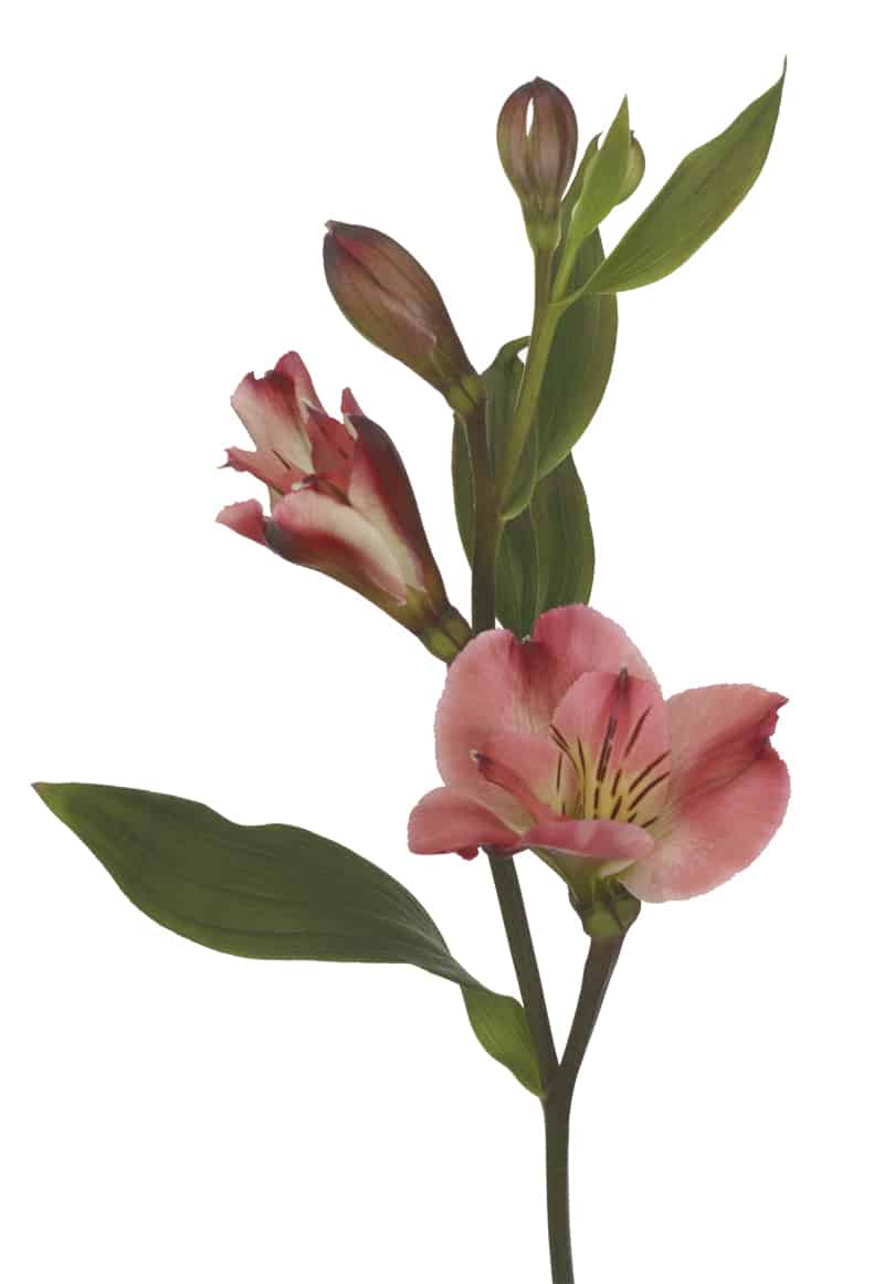 Alstroemeria Giovanna