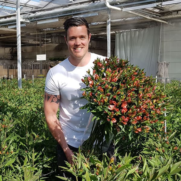 Alstroemeria Giovanna