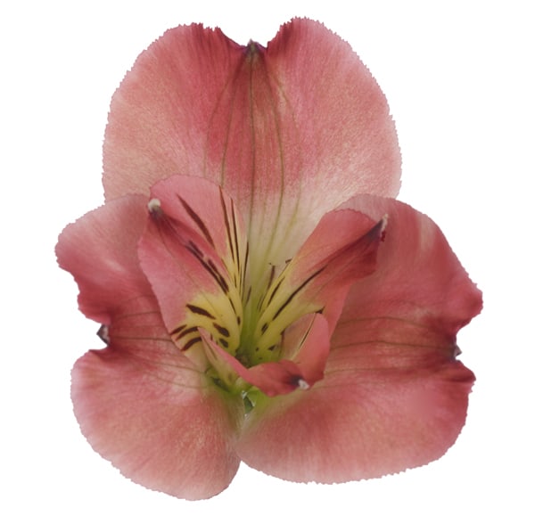 Alstroemeria Giovanna