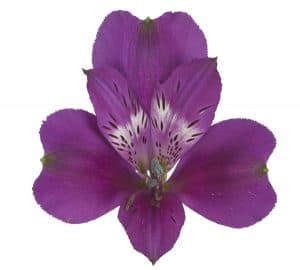 Alstroemeria Maracana