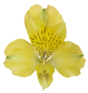 Alstroemeria Nalani