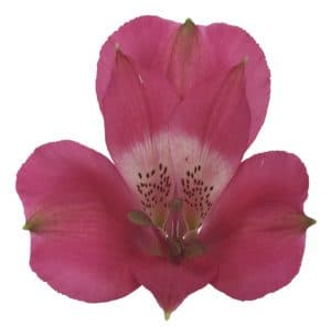 Alstroemeria Isa