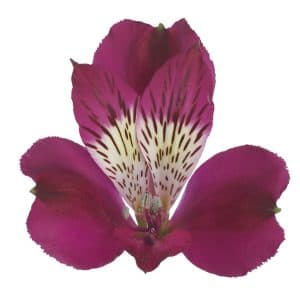 Alstroemeria Evelina