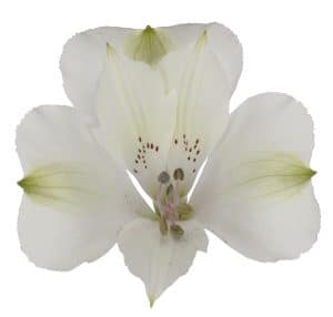 Alstroemeria Kensi