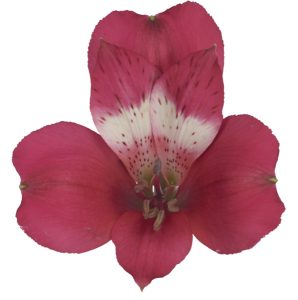 Alstroemeria Tara