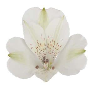 Alstroemeria Icy Mist