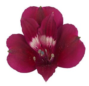 Alstroemeria Purple Candy