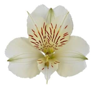 Alstroemeria Mahari