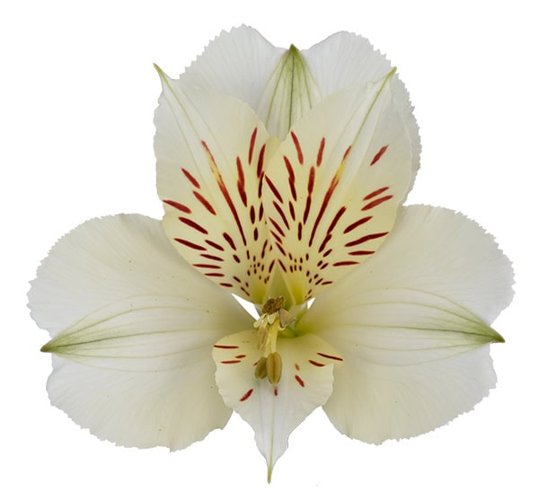 Alstroemeria Mahari