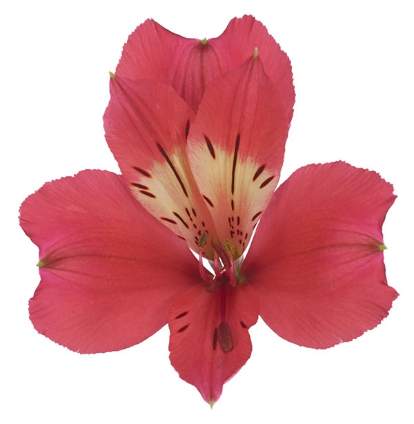 Alstroemeria Tania