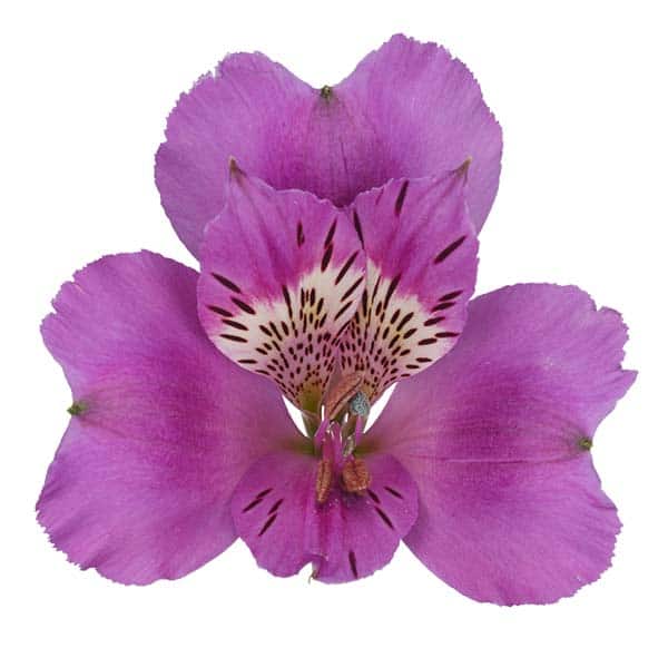 Alstroemeria Falipo