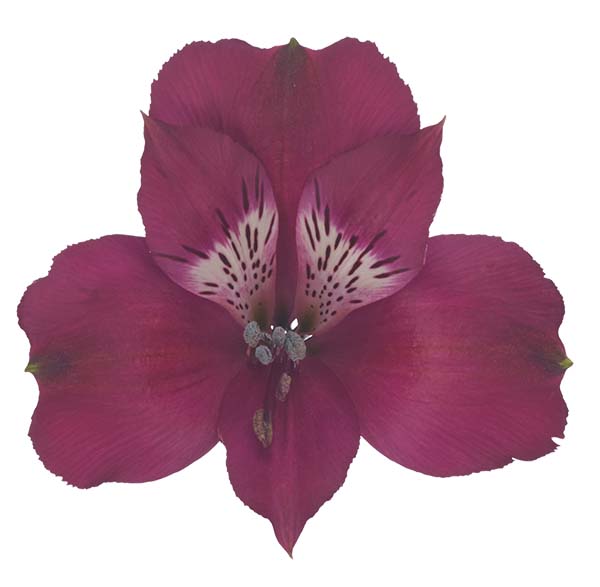 Alstroemeria 'Kamala'
