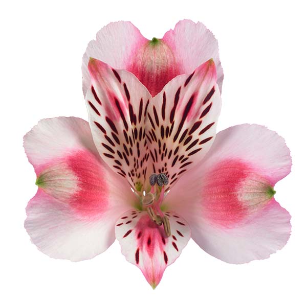 Alstroemeria 'Panorama'