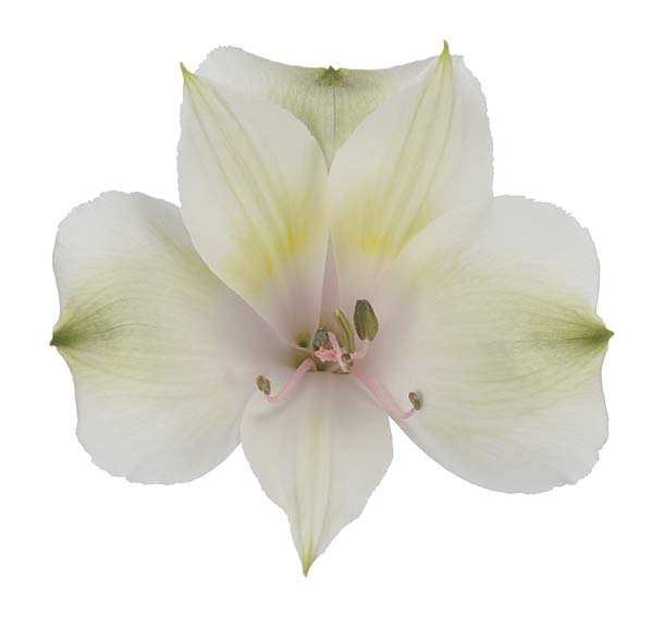 Alstroemeria 'Pernilla'